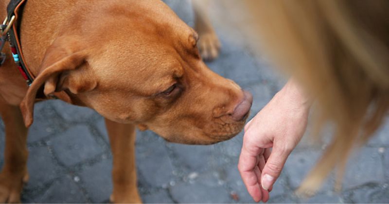 Dogs can smell people’s stress – new stud