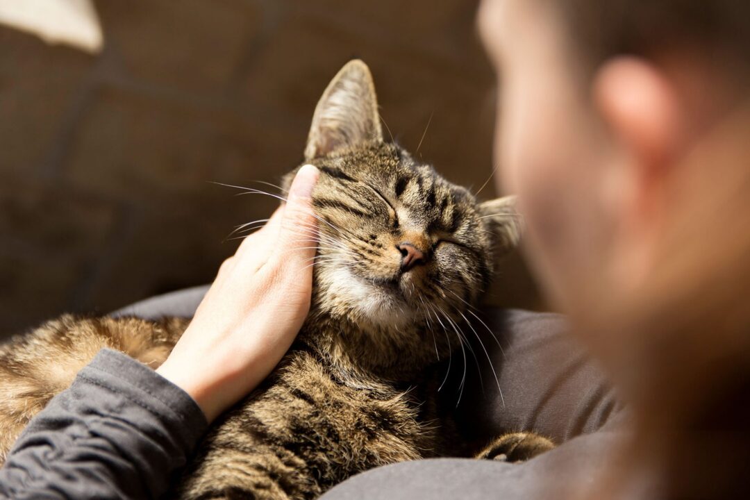 Four ways to tell if your cat loves you – based on science