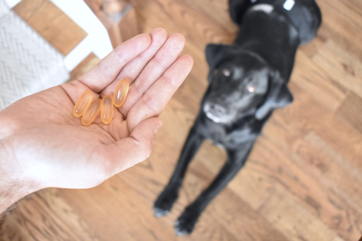 Essential Fatty Acid & Fish Oil Benefits for Dogs