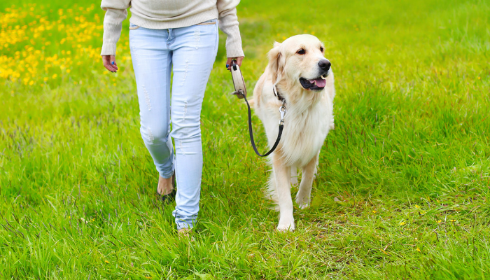 How to Address Pulling on Leash and Other Problem Dog Behaviors
